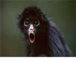 Team Monkey
