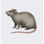 •The Rat Group•