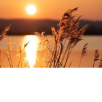 SUN T1MES