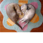 Ferret Lovers!