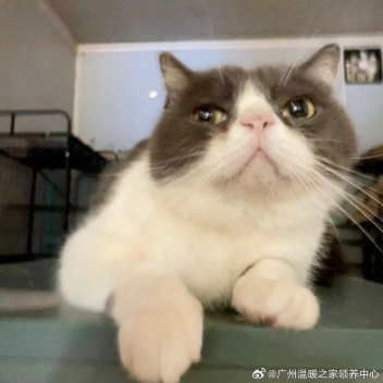 warm home pet sales department roleplay