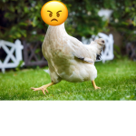 Mad chicken studios