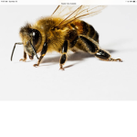 ROBLOX bee capture