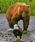Timber Bears
