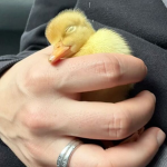 Ducki INC.