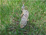Gecko Group