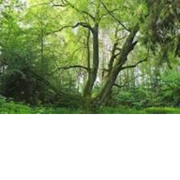 Maple Tree [ALPHA]