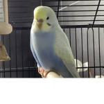 Official Birb Clan