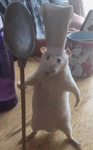 Chef rat group