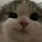 THE CATS IN THE NIGHT