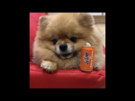 Cool doge lol 2