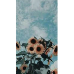 My sunflower Gang
