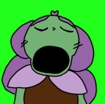 Lilas Lilacs