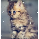 Kawaii kittens meow