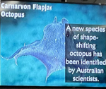 The octopus that shape shifted
