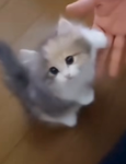 microwens
