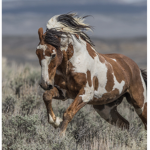 Pretty…horses