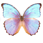 The butterfly appreciation group