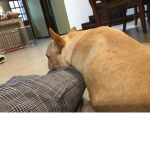 FATT DOGGO MAYO