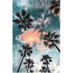 - Palm - trees -
