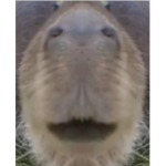 capybara12