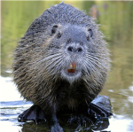 ROFL Beavers