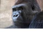 Monke Moment