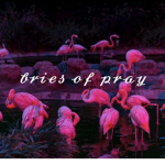 ~||bries of pray||~