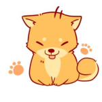 fluffy corgi