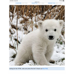 The best polar bears