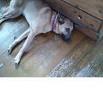 Dog Amy all the way