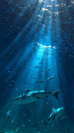 Save our ocean 2025