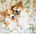 Corgi Parties