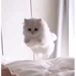 -mojo