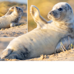 The Seal Official Fan Club