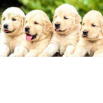 Amo i cani