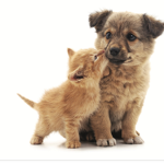 Doggy_and_cats