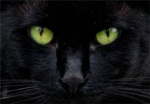 Fighting Cats 'Dark Clan'