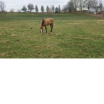 Famous horse jumpers