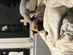 Sproutemobear