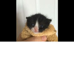 cat go ahh