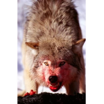 Yea wolf