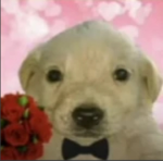 -animal lovers ྀིྀིྀིྀིྀི