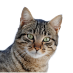 Maow Meiw Meow
