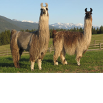 The kawaii Llamas! <3