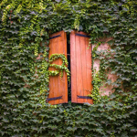 Ivyn Studios