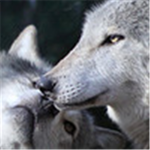 Wolves of Snow Creek