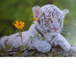 Rose thorn tiger rescue!