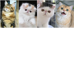 Kaowsonic’s group