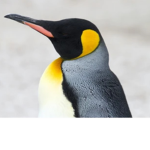 The penguin eeeeee